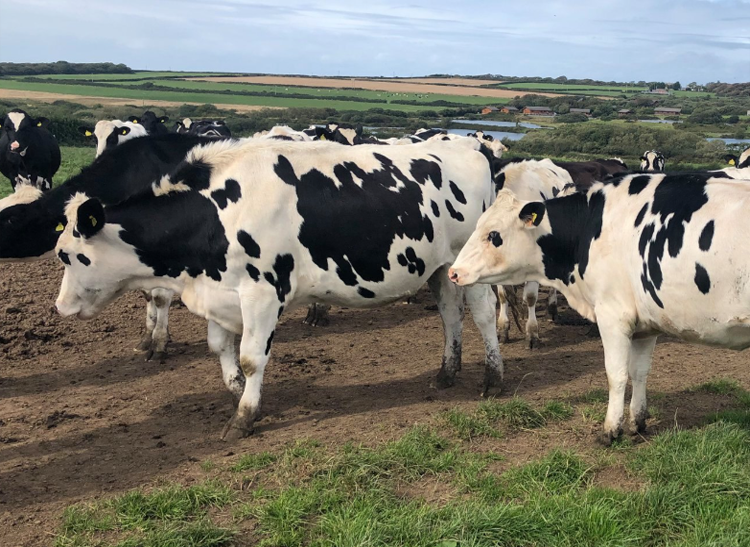 holstein friesian cattle for sale