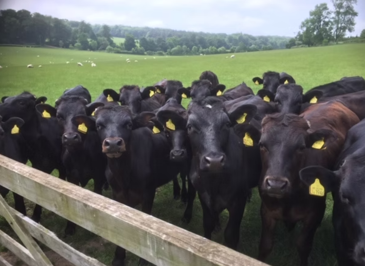 wagyu cows for sale