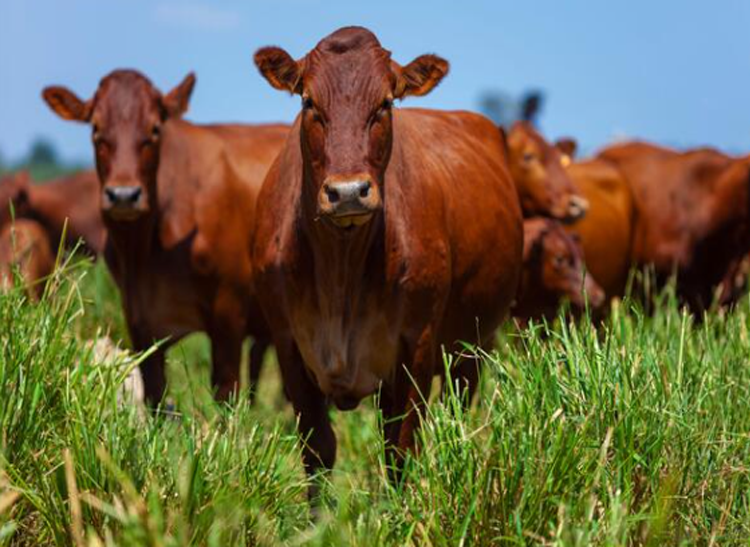 bonsmara cattle for sale