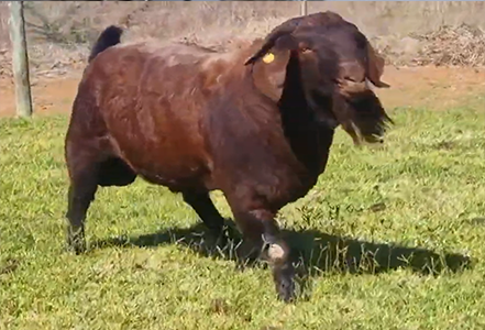 kalahari red goats for sale