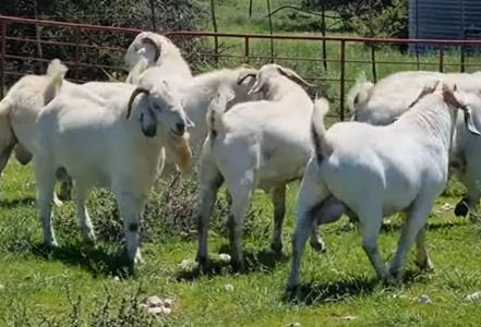 Savannah Goats for sale